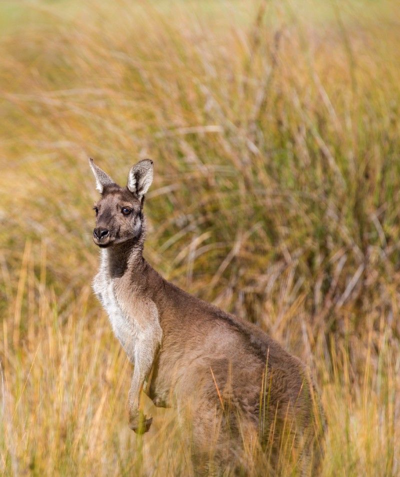 What’s new for Australia?